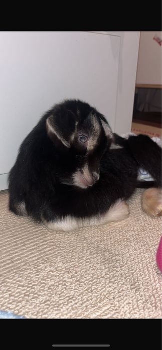 Альпо-нубийская козочка