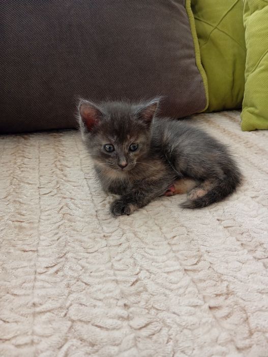 Отдам котят в добрые руки.