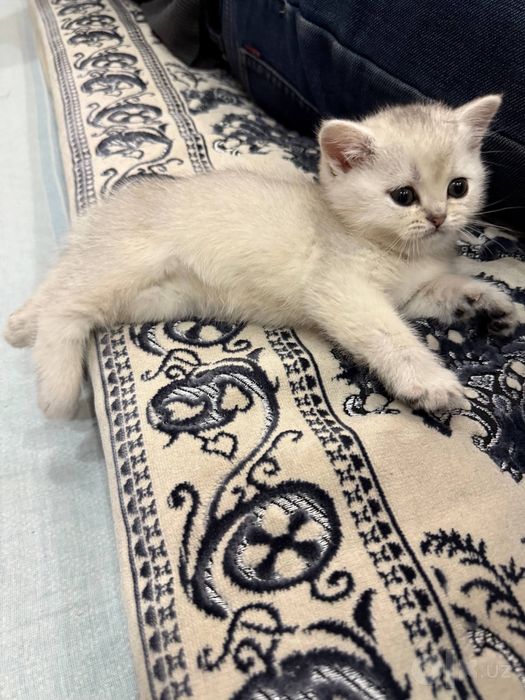 Котёнок серибристая шиншила 2 месяца девочка!