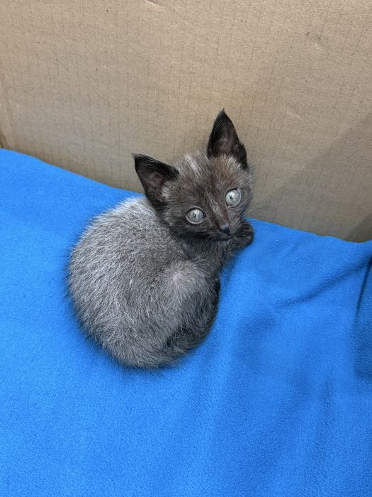 Отдам котенка в добрые руки