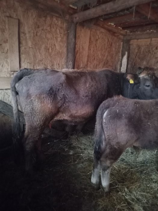 Vand vaci si o junca