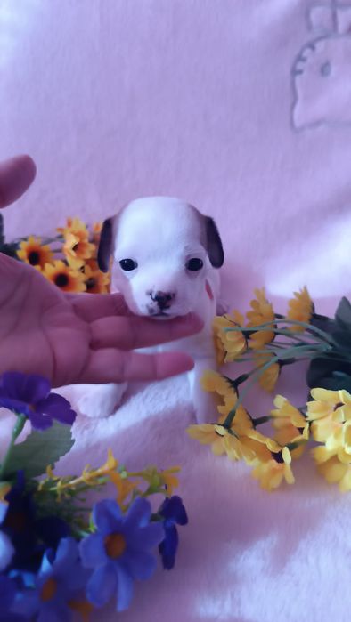 Малышки  чихуахуа