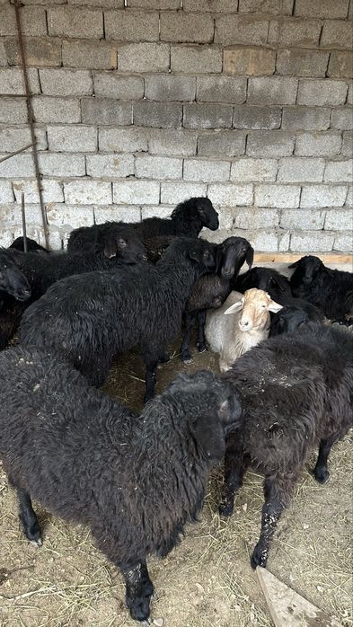 Кошкар  токты.    9 айлык