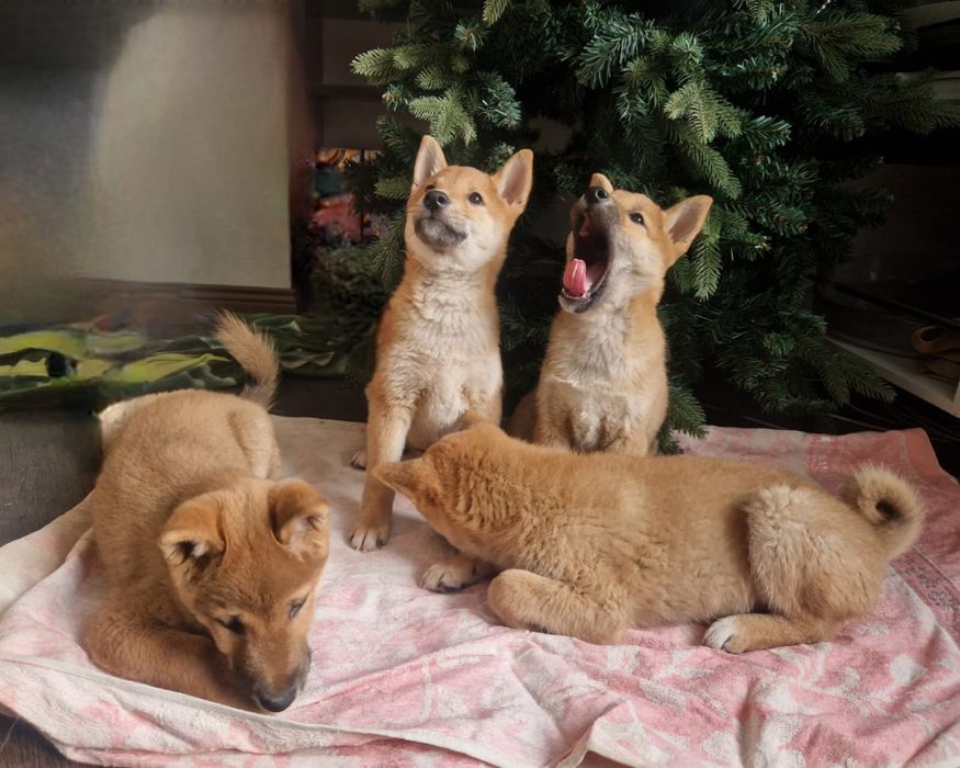 Щенки сиба ину 2,5 мес