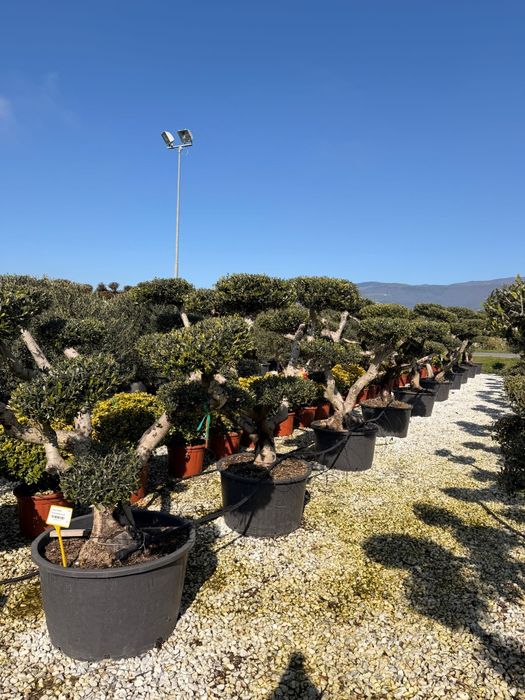 Maslin Oleea Europaea 100 ani