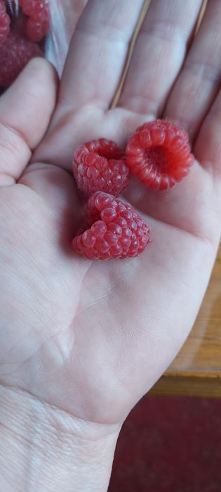 Саженцы ежемалины