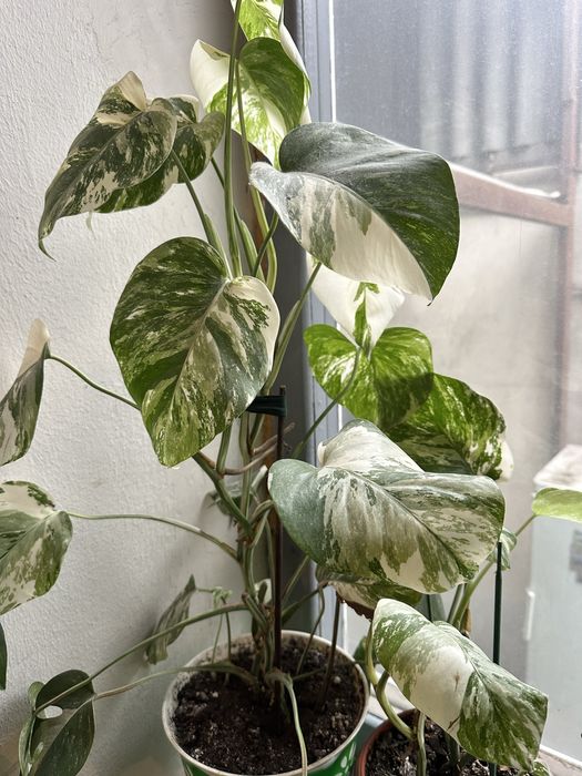 Цветы комнатные для дома