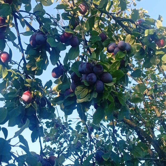 Prune de tuica si palinca cu transpotul gratuit la domiciliu
