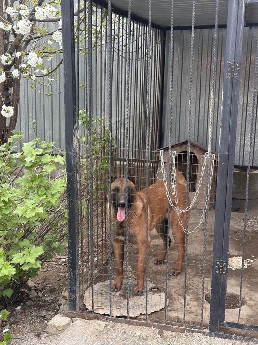 Малинуа, бельгийская овчарка