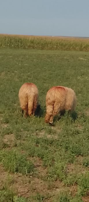 Vând oi bune de ținut