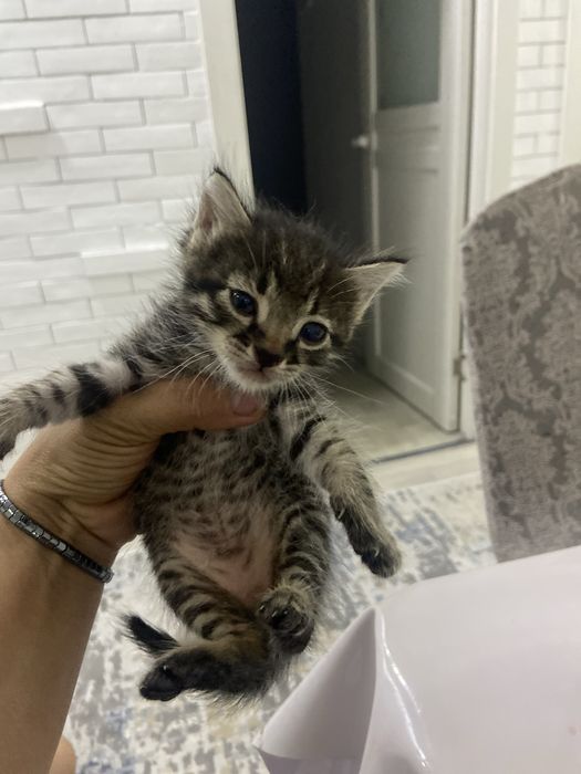 Кот котёнок кошка 2