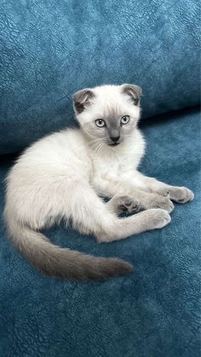 Британский вислоухий котёнок, девочка, с приданым