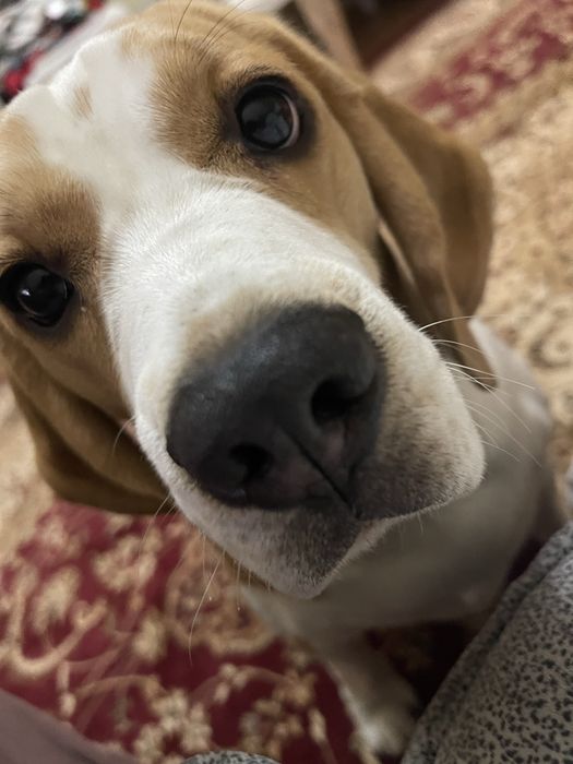 Вязка. Бигль.Ищем жениха для вязки.