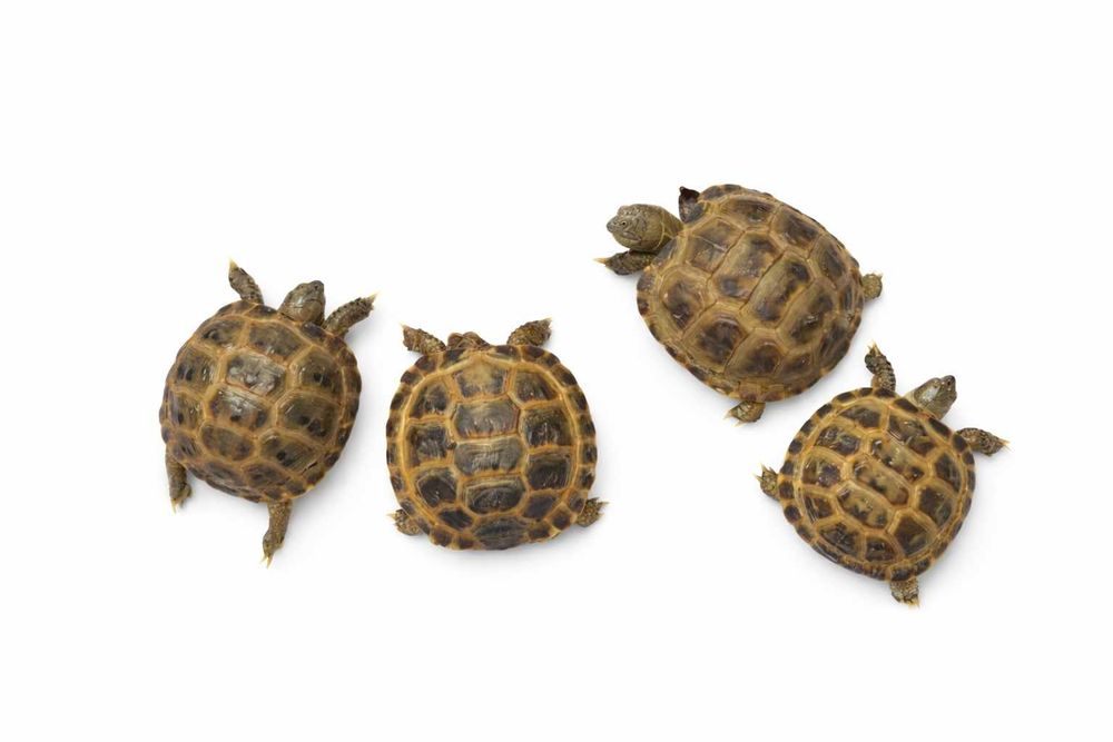 Toshbaqa bolachalari toza va soglon