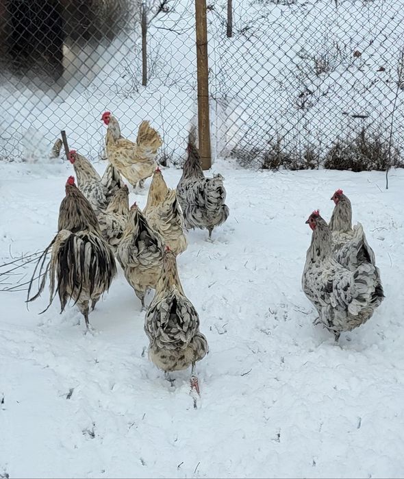 Ouă incubat Australorp si New Hampshire