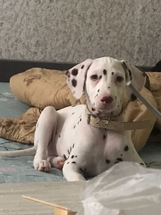 Далматинец щенок 3 месяца девочка