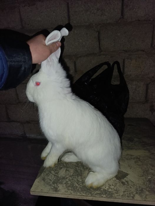 Великан 3 та куйон сотилади . Самка великан