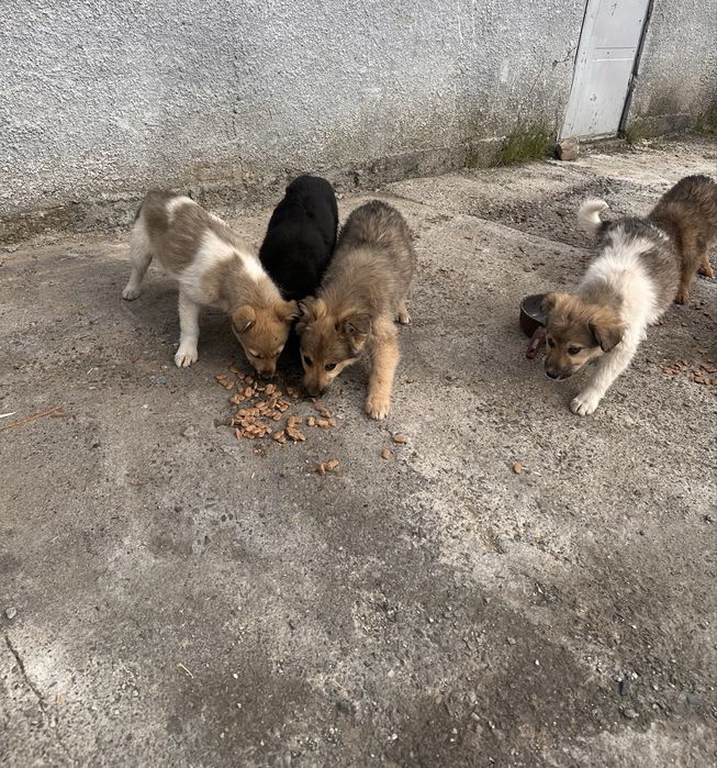 Donatie Caini talie Mare