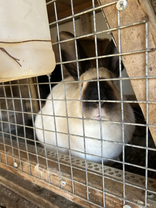 Продавам зайци