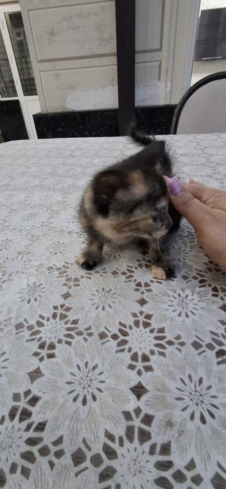 Отдам даром прекрасных котят