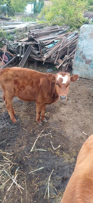 Продам корову теленок
