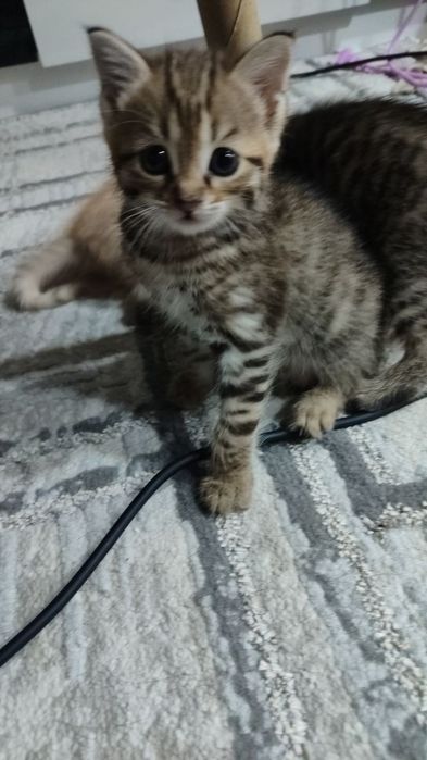 Отдадим бесплатно в хорошие руки Котенок умничка ходит на песочек. Лас