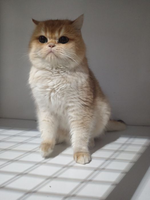 Золотистый Британец ну 12порода