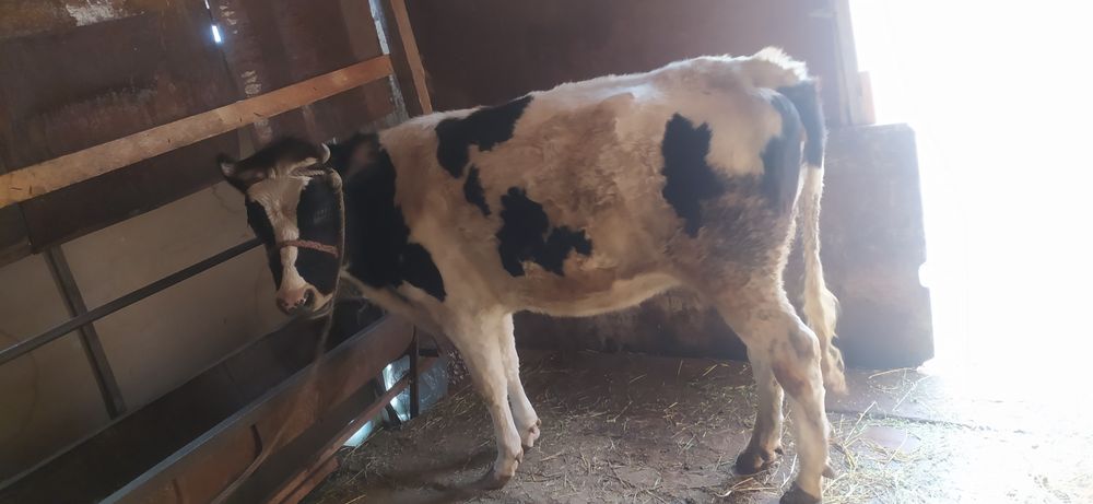 Ғунажин сотилади