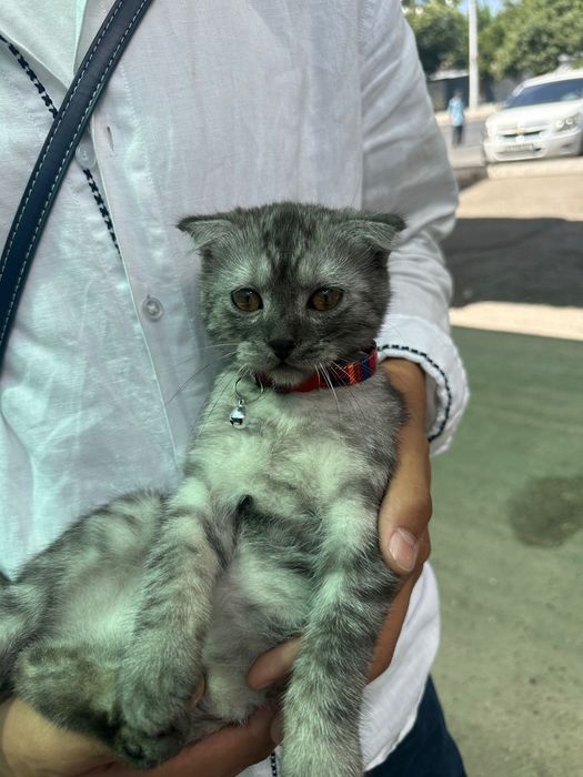 Shatlaniskik veslauxa