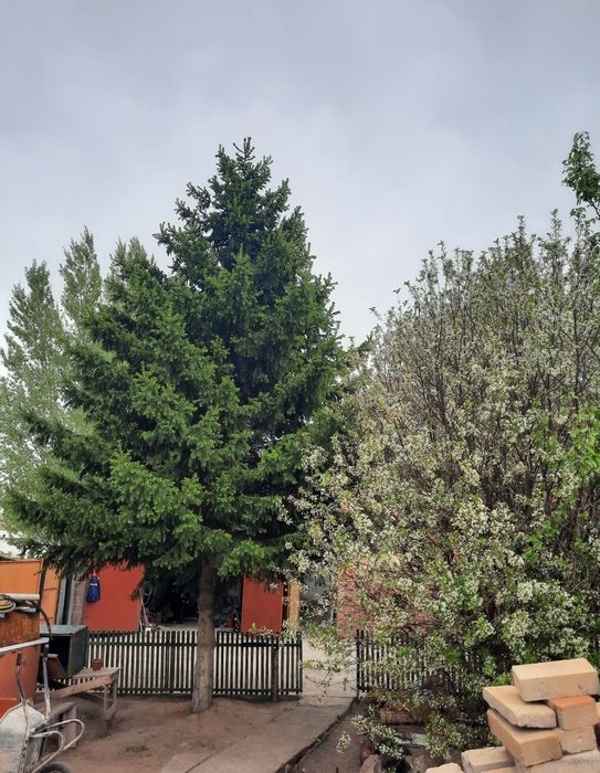 Продам Два благоустроенных дома в центре Астаны!