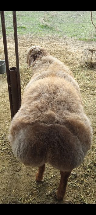 Зотдор бара кучкор Арашан