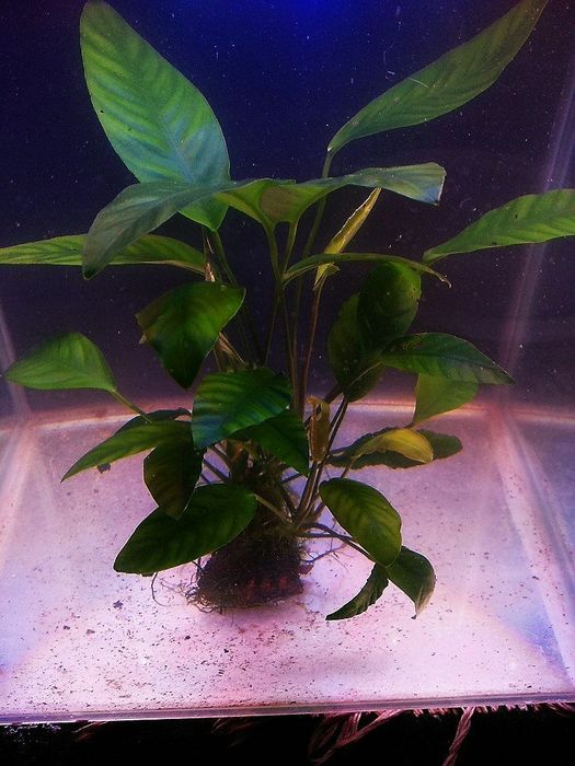 Анубиас гигантский.