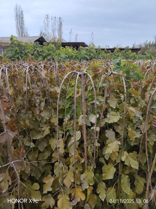 Тутовник чинар платан