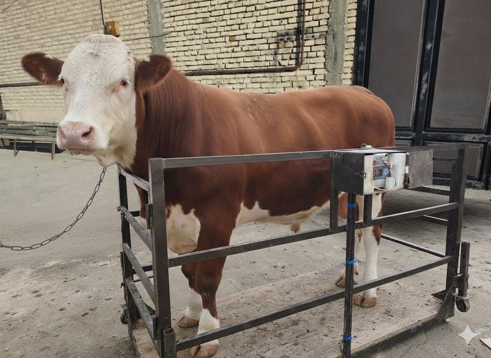 Mol tarozi ulchash uyingizga borib