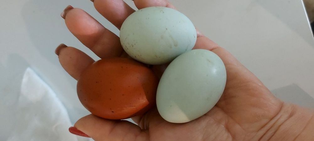 Куры Маран цыплята