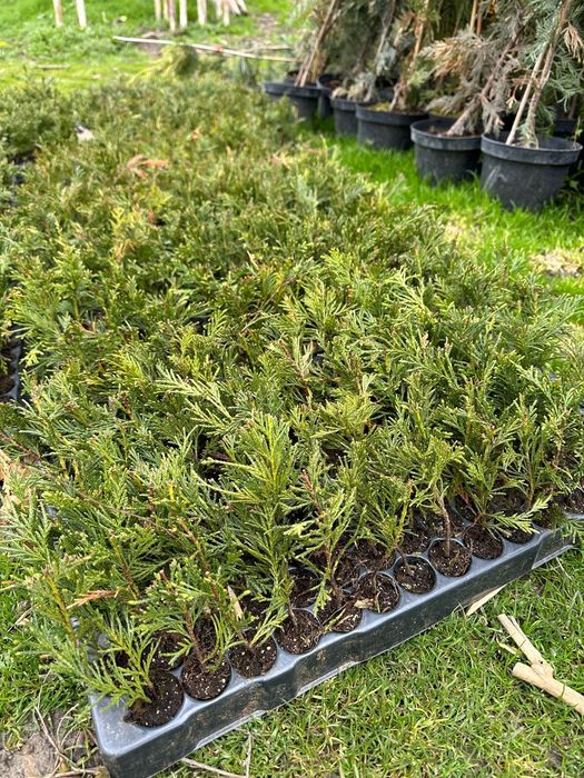 Butasi Leylandi altoi/ răsad plante/ puieți plante ornamentale/ tuia