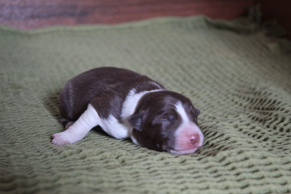 щенки бордер колли