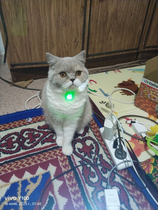 Британский кочка