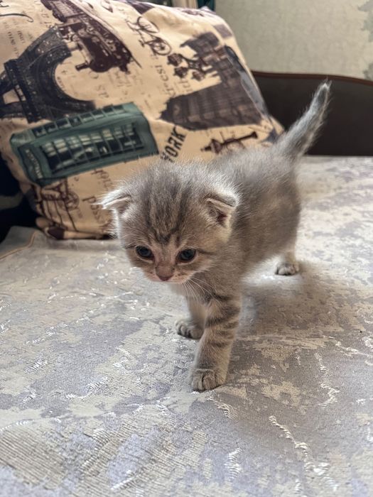 шотландские котята