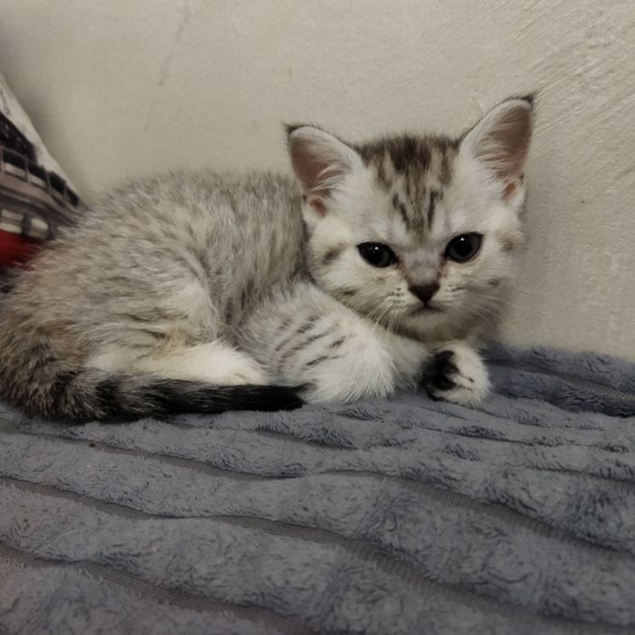 продается котенок