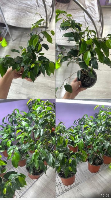Комнатные растения