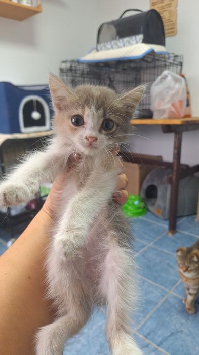 в добрые руки котята девочки