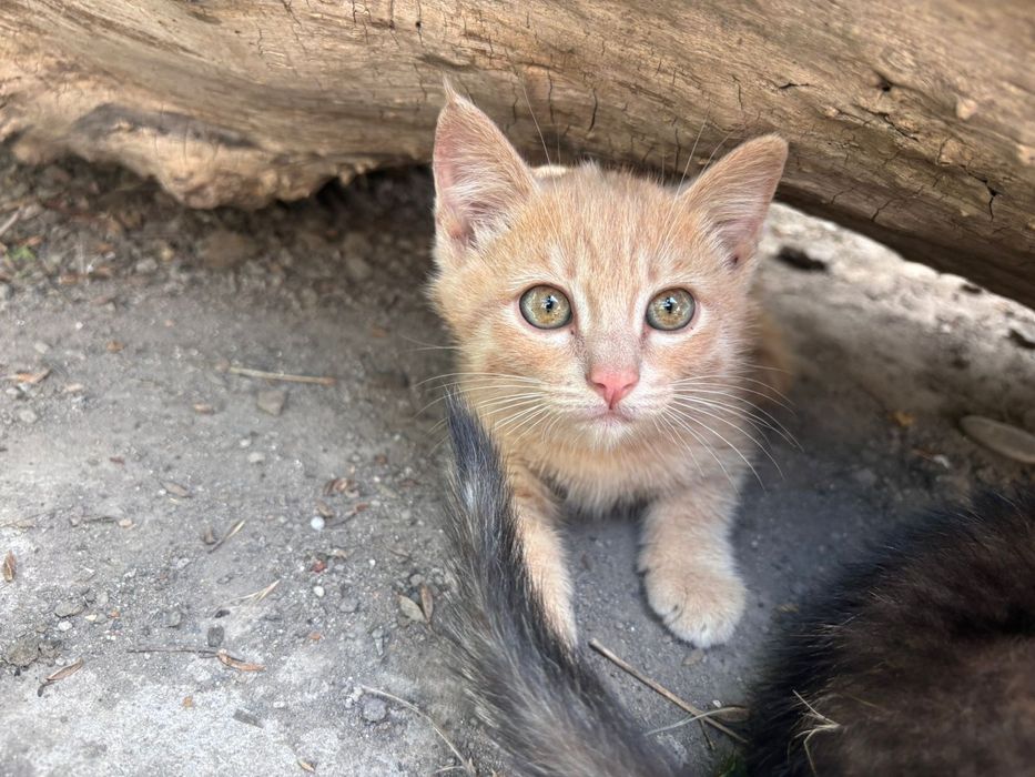 Отдам котят в добрые руки