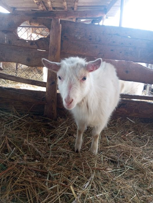 Продаю молодую козочку