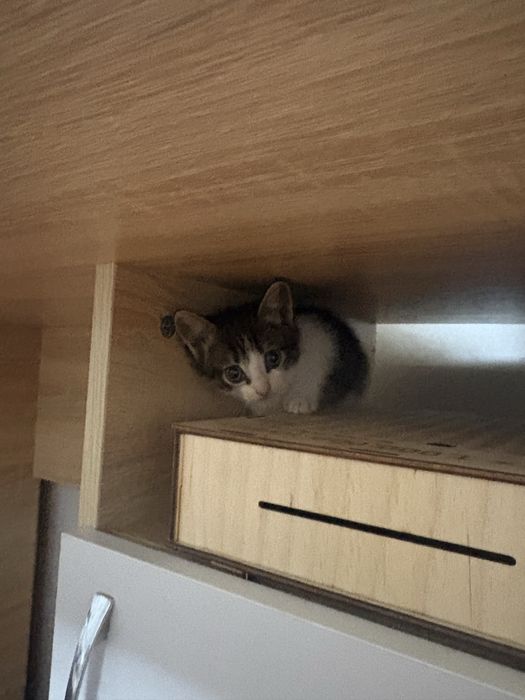 Отдам котят в хорошие пуки
