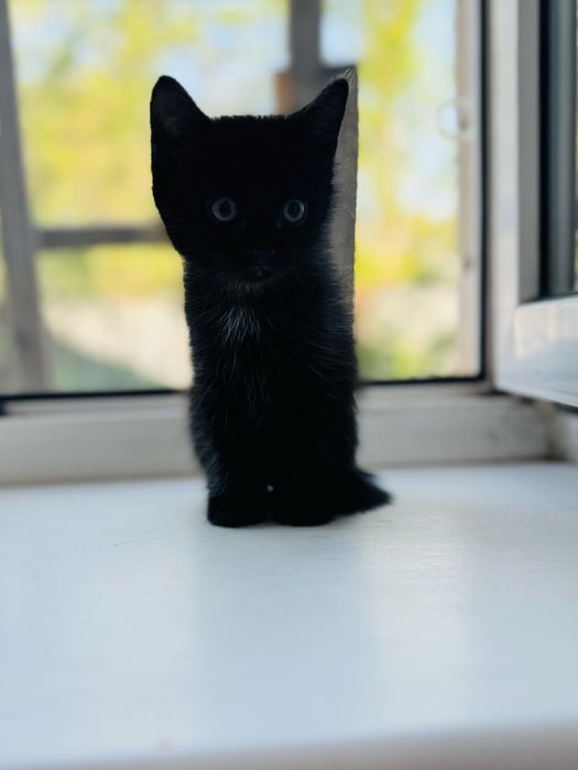 Отдам бесплатно котенка в добрые руки