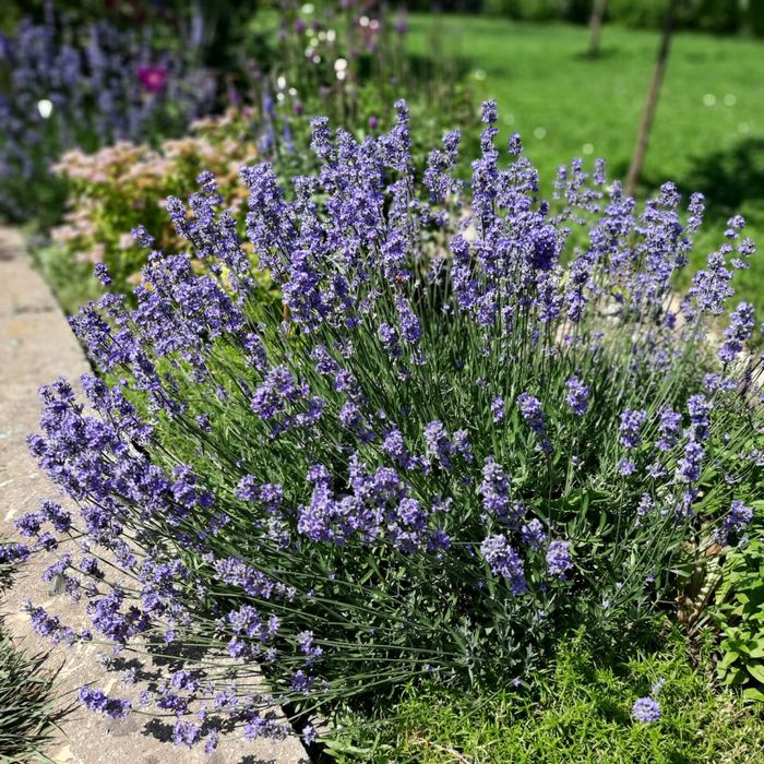 Лаванда саженцы лаванды