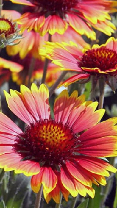 Продам семена цветов