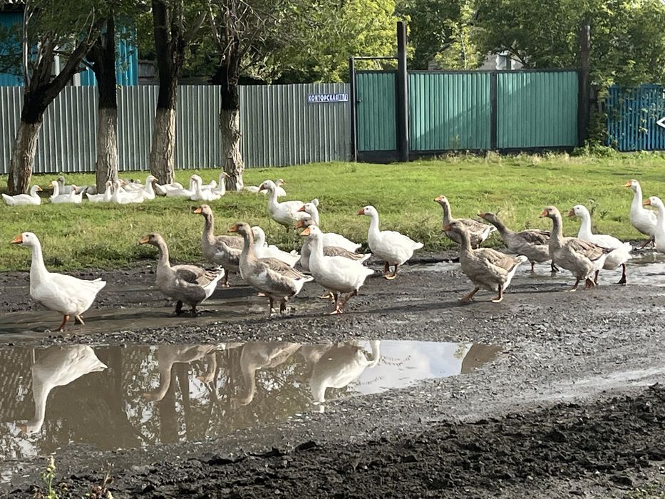 Продам домашних гусей