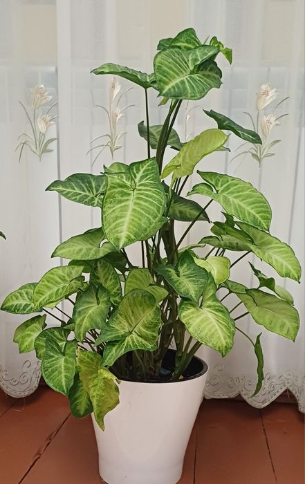 Комнатные растения